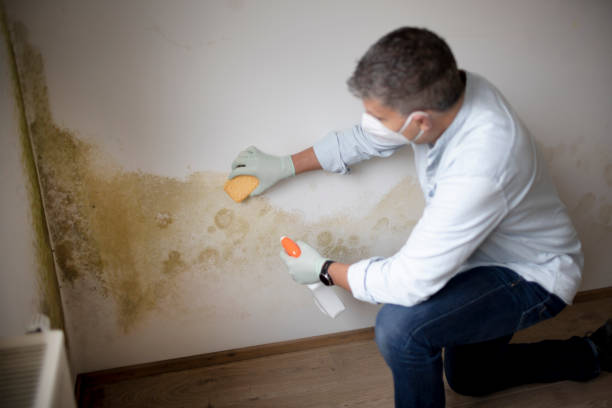 Best Forensic Mold Investigation  in Weimar, TX